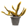 Kidsdepot vilten plant sanseveria yellow