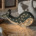 Peekaboo lamp Walvis groen6